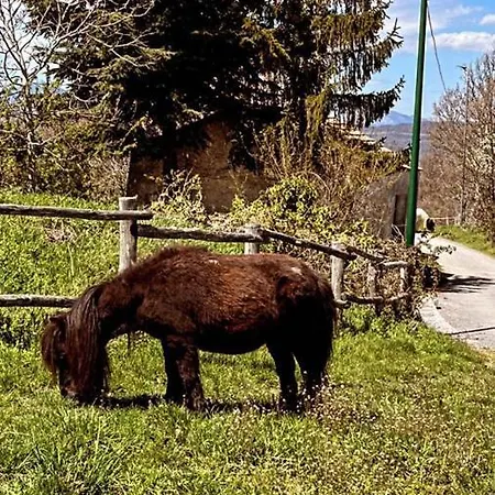 Gioia